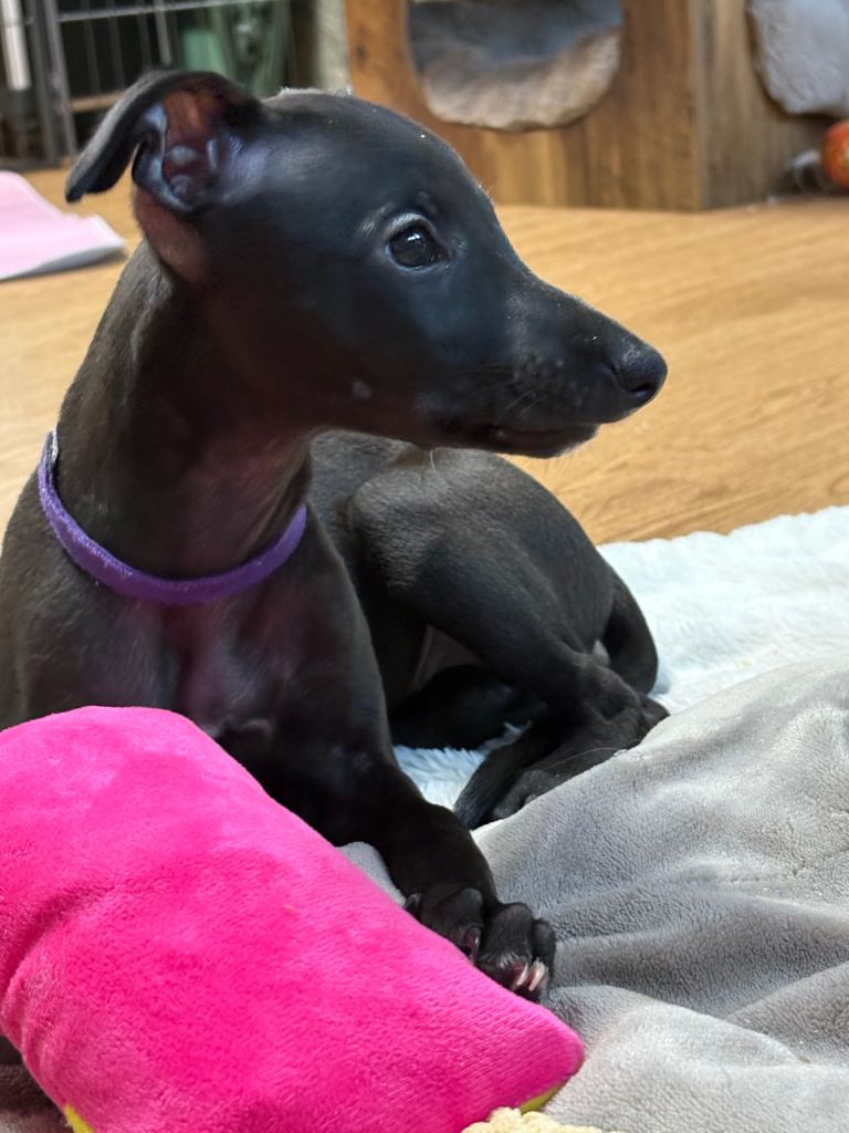 Whippet Puppy KC Reg last girl 