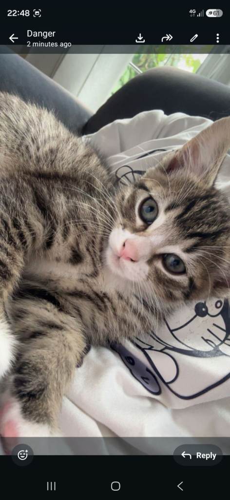 Beautiful male kitten for sale💗✨️