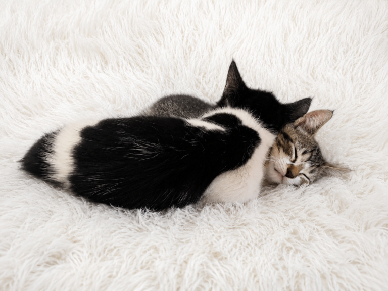 Kittens looking new home (open to offers )