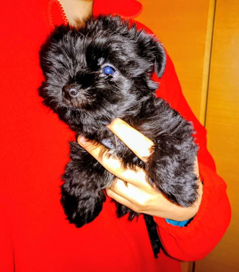 Yorkiepoo puppies 2x male puppies 3 months old