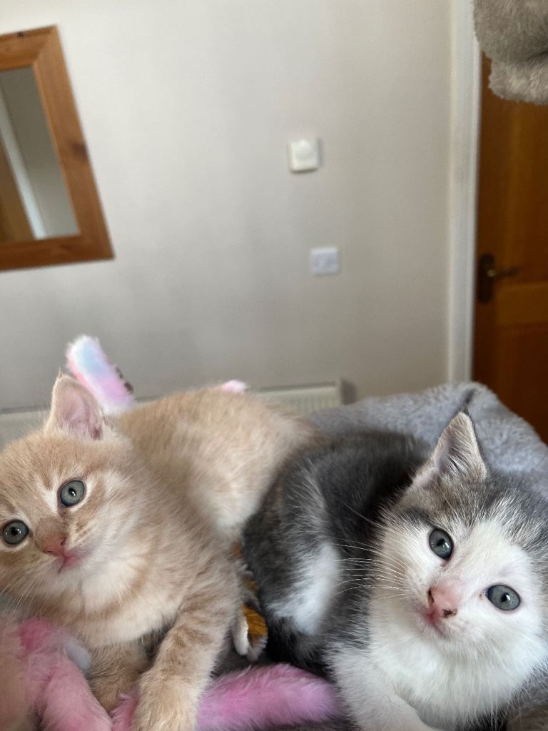 KITTENS FOR SALE 