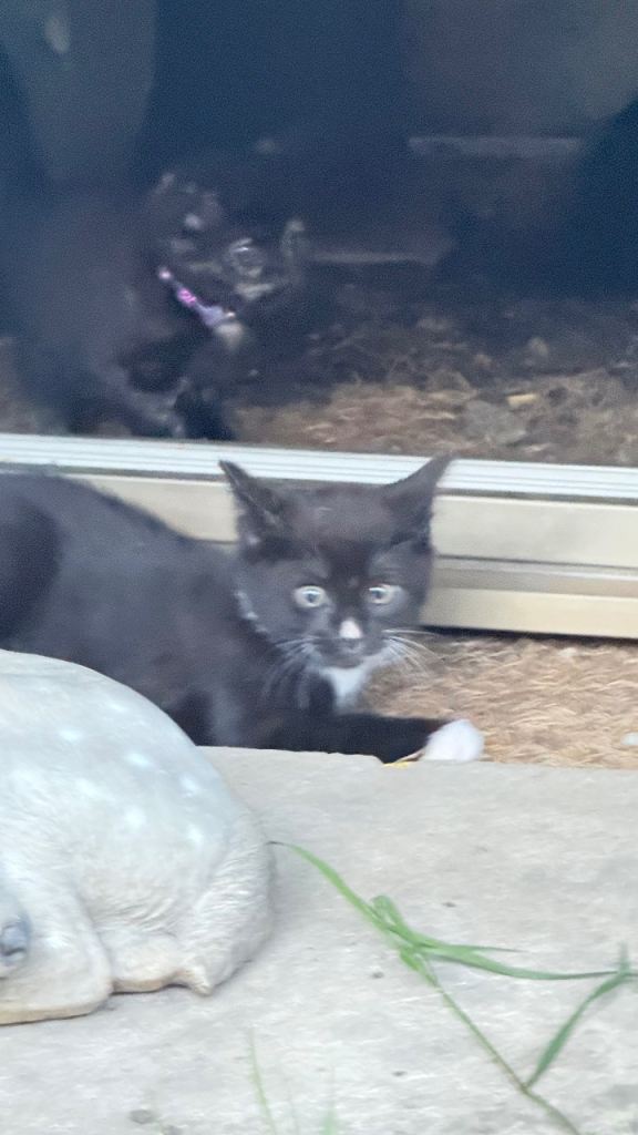 Little kittens 