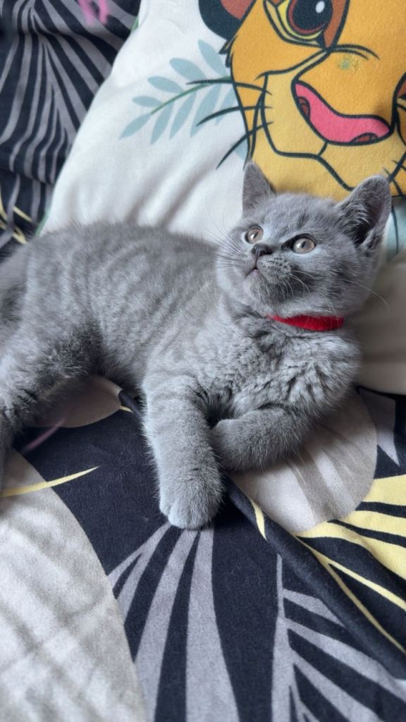 Purebred British Shorthair Kittens Looking for Forever Homes