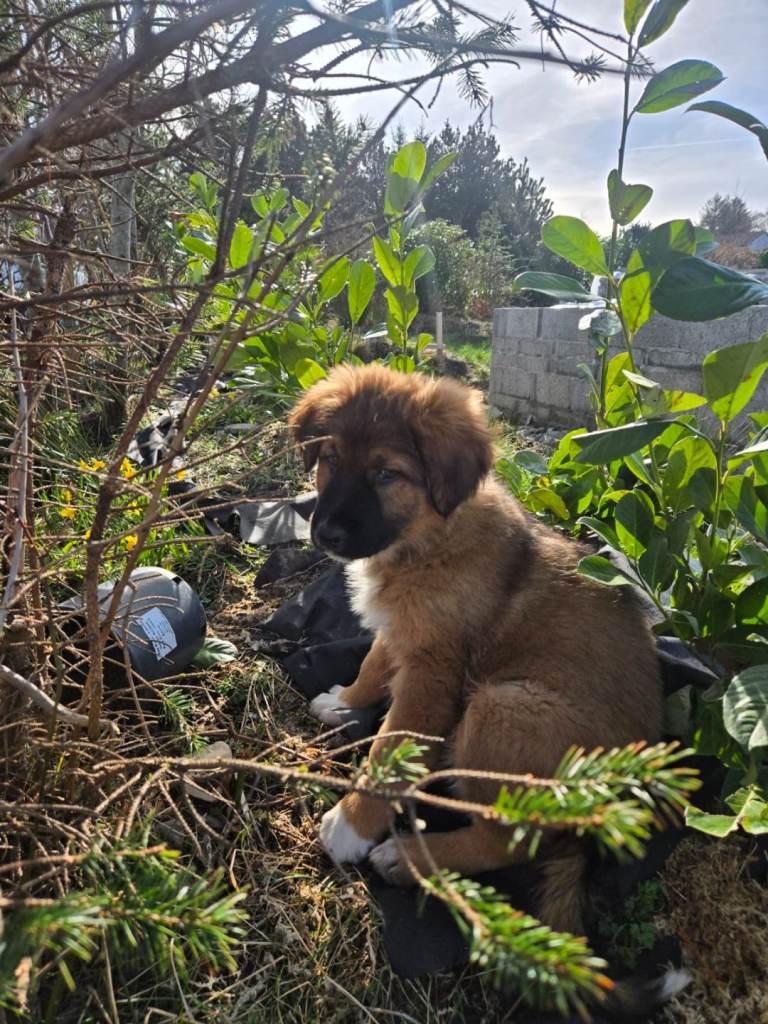 Highland sheppards puppies !!!