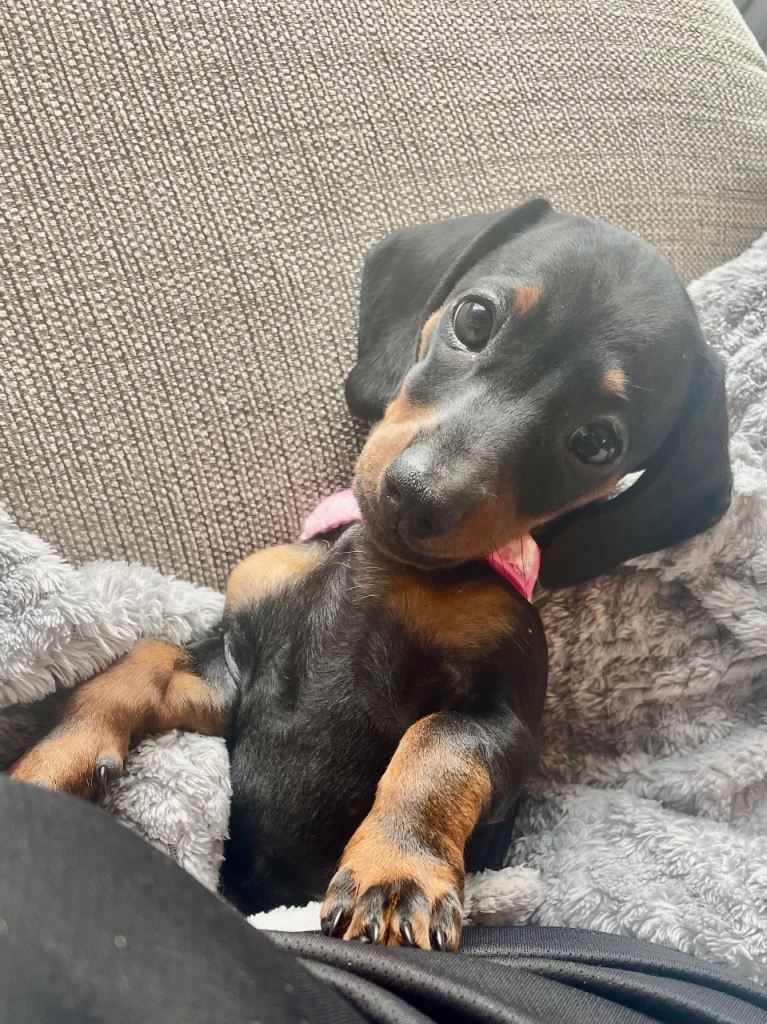 8 months black & brown Dachshund, Female