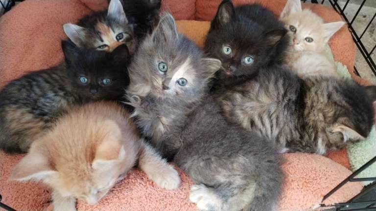 Sweet kittens
