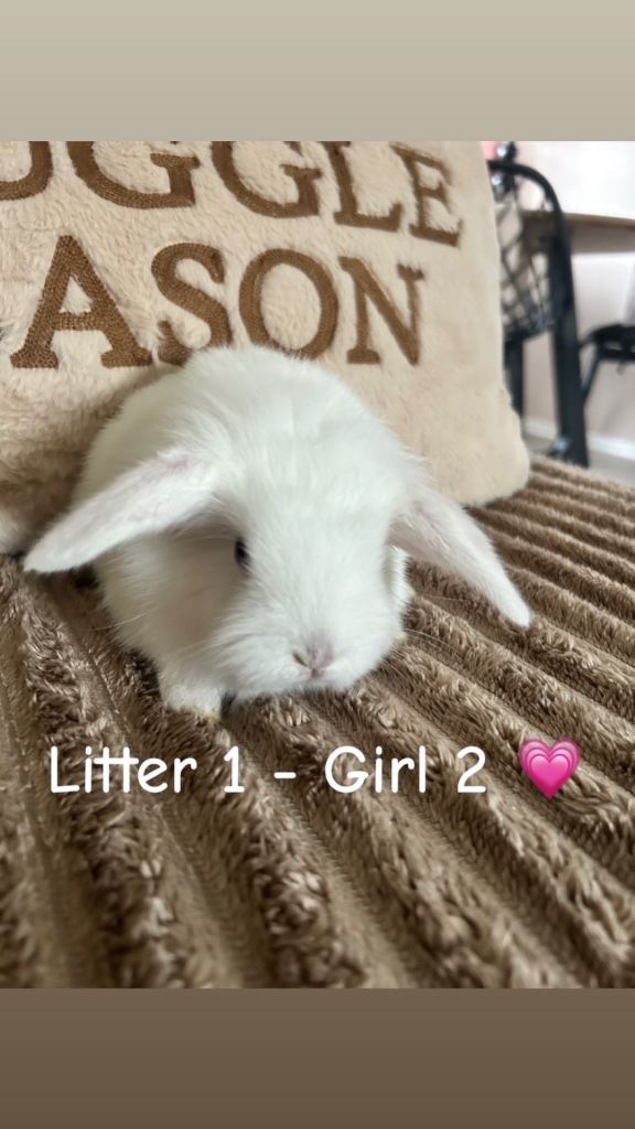 Pure mini lops & lion head cross lops 