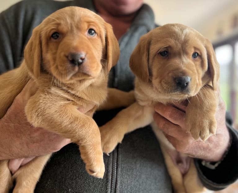 Labrador Puppies