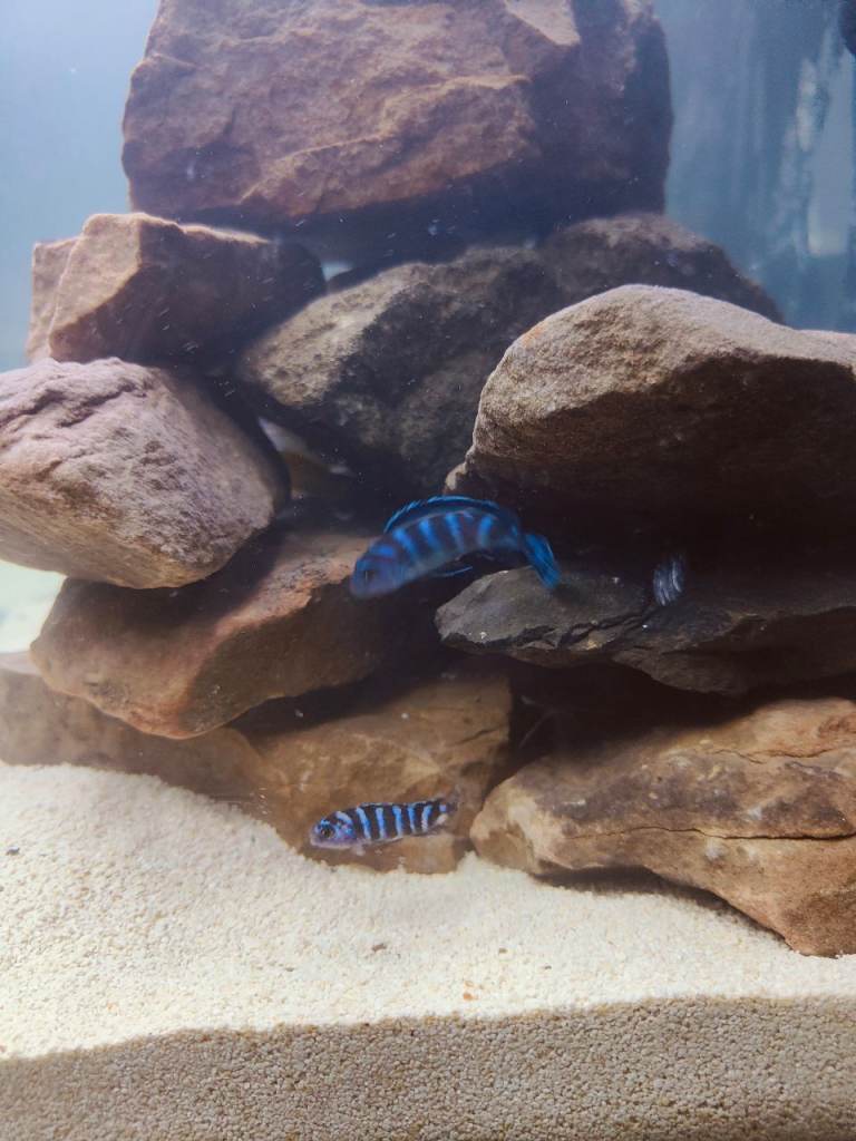 Demansoni cichlids juveniles