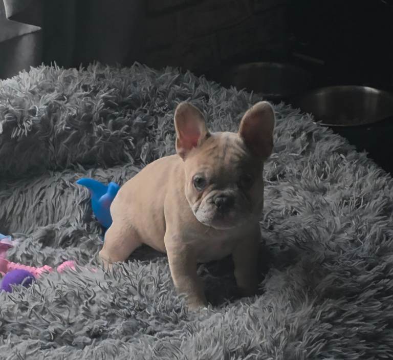 Merle french bulldog
