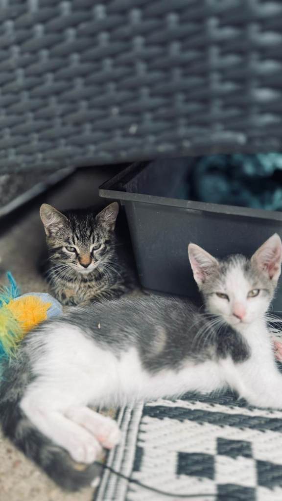 Kittens