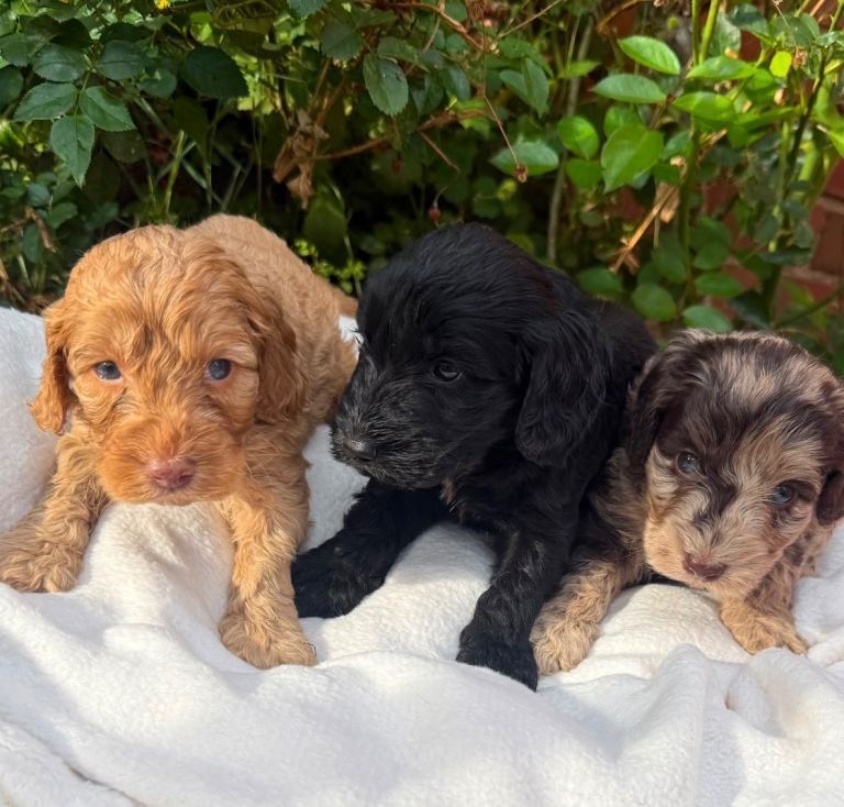 Cockapoo 