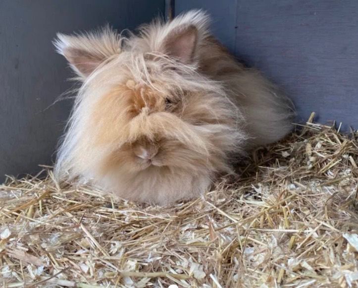 One lion head and  2 min lop 