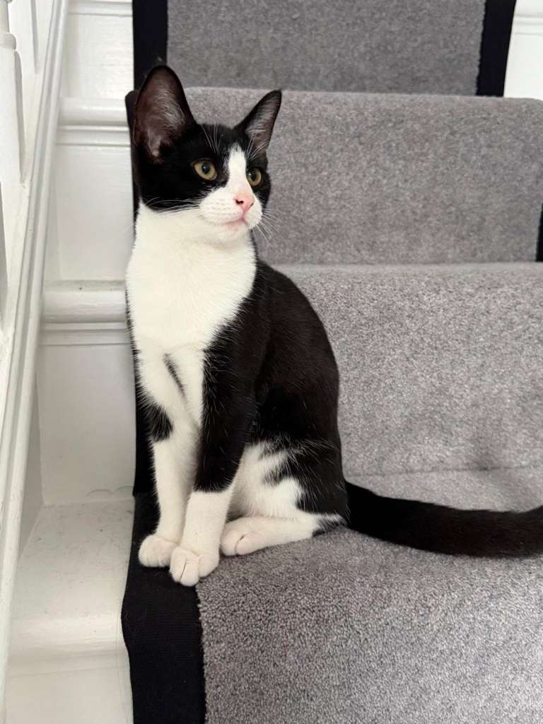 Kitten female