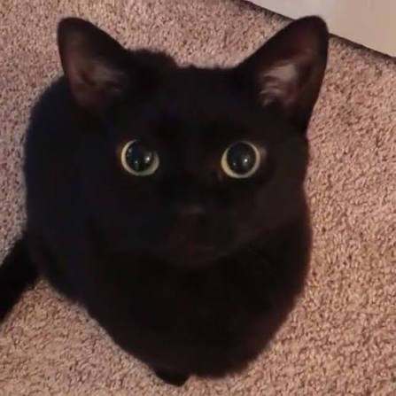 10 months old female cat for rehoming