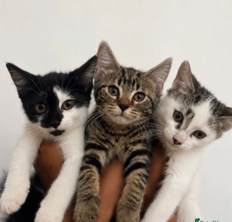 3 beautiful kittens need loving forever homes 