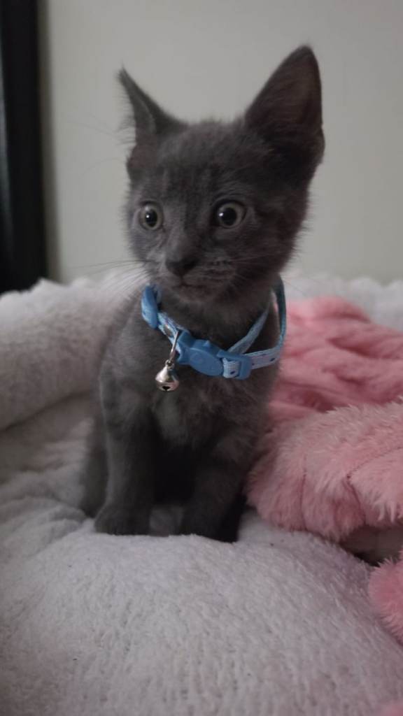Two kittens 