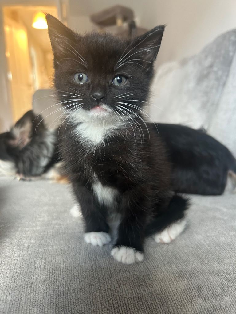 8 WEEK OLD - MALE & FEMALE KITTEN