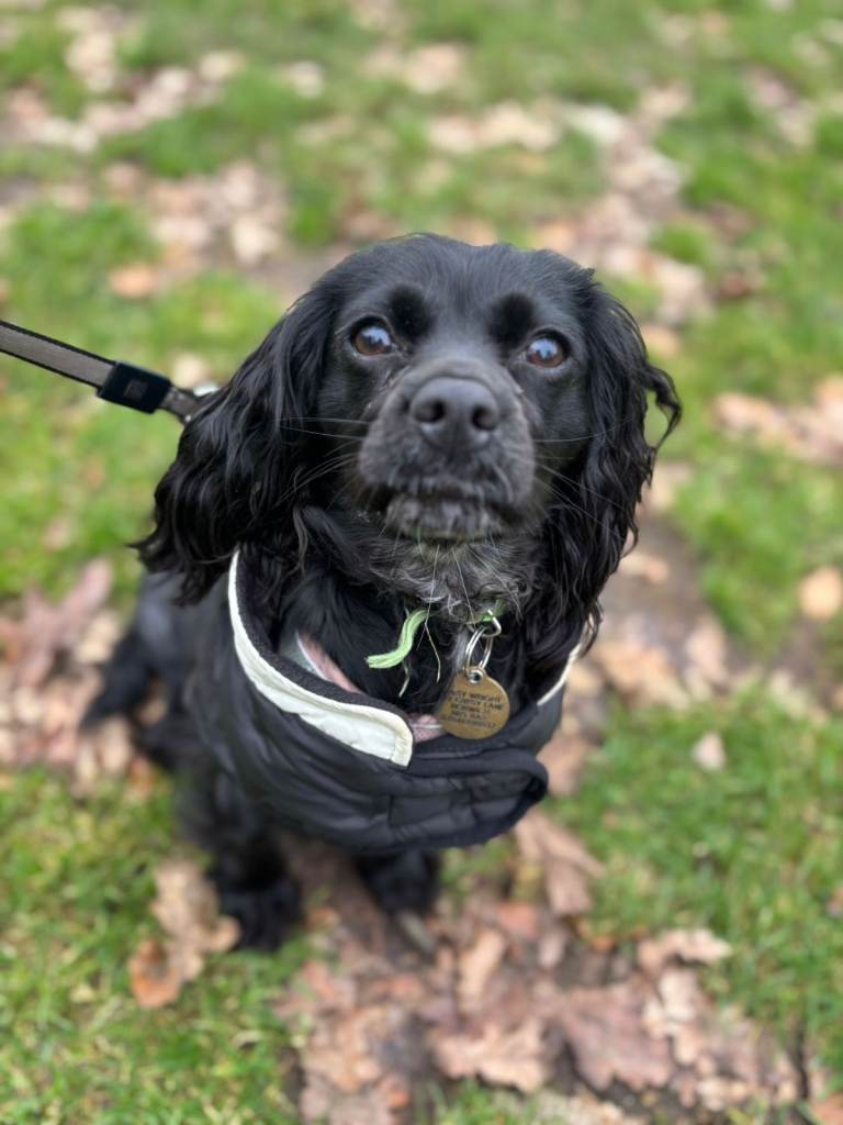 Sweet 1yr old Cavalier/Springer for great home