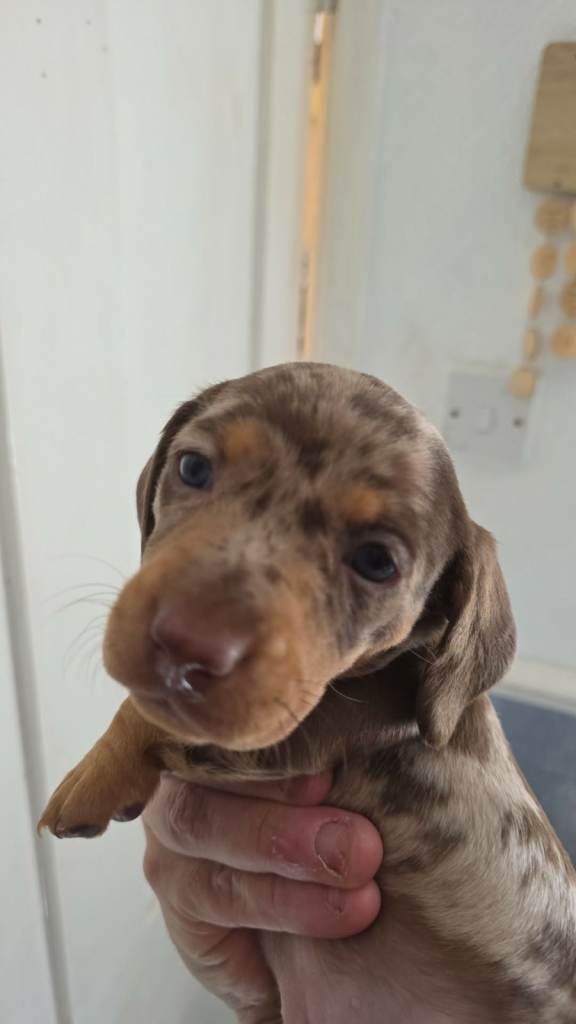 Miniture Dauchounds For Sale  Ready  8th Of May