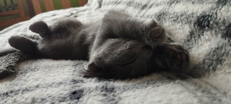 Russian blue kitten girl 