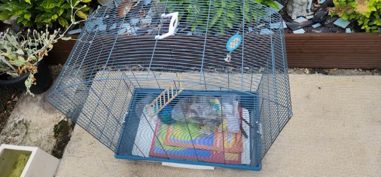 Large bird cage with many accessories like new
