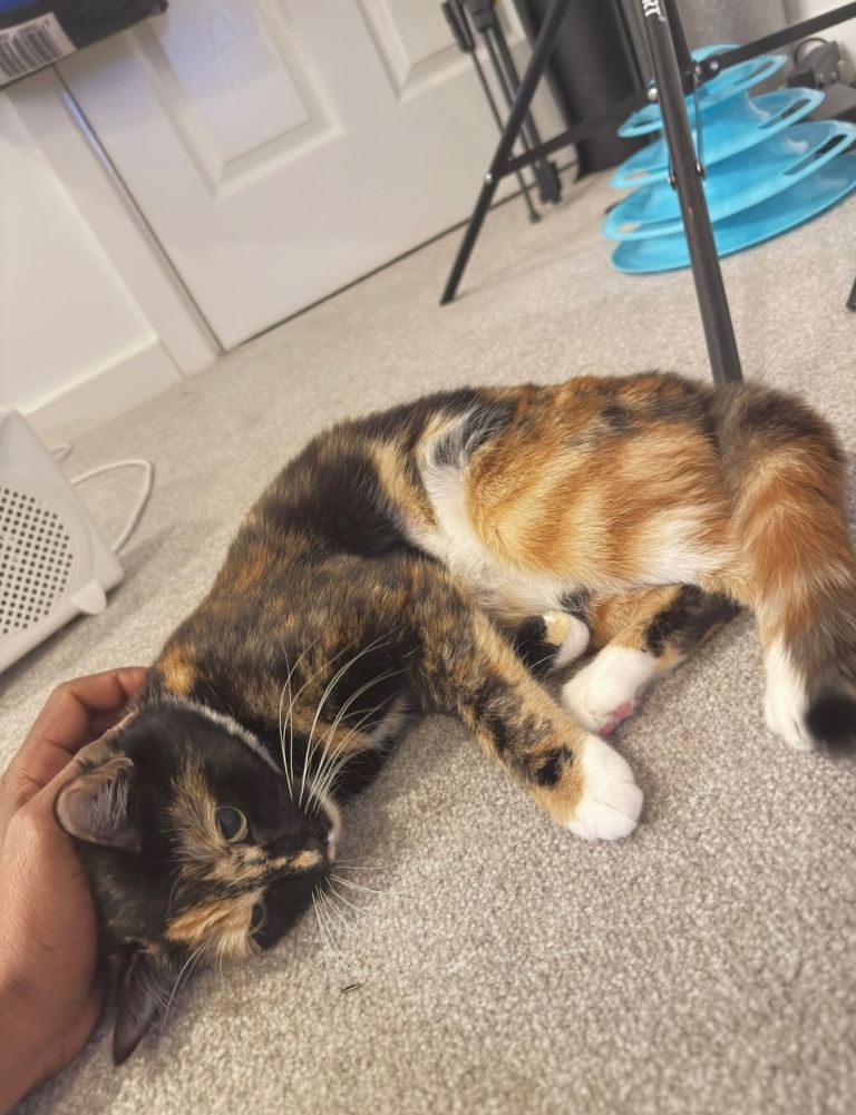 Female tortoiseshell kitten  (reserved)