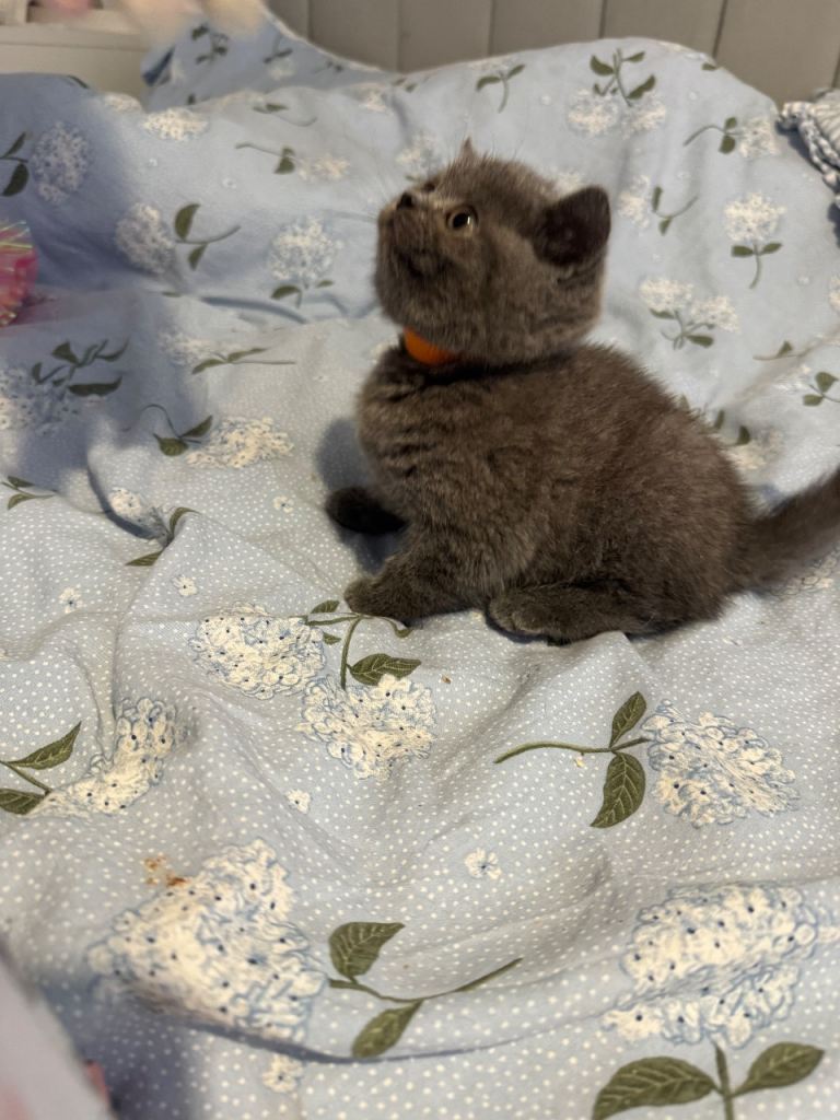LAST 2 Stunning British shorthair kittens 🐱 