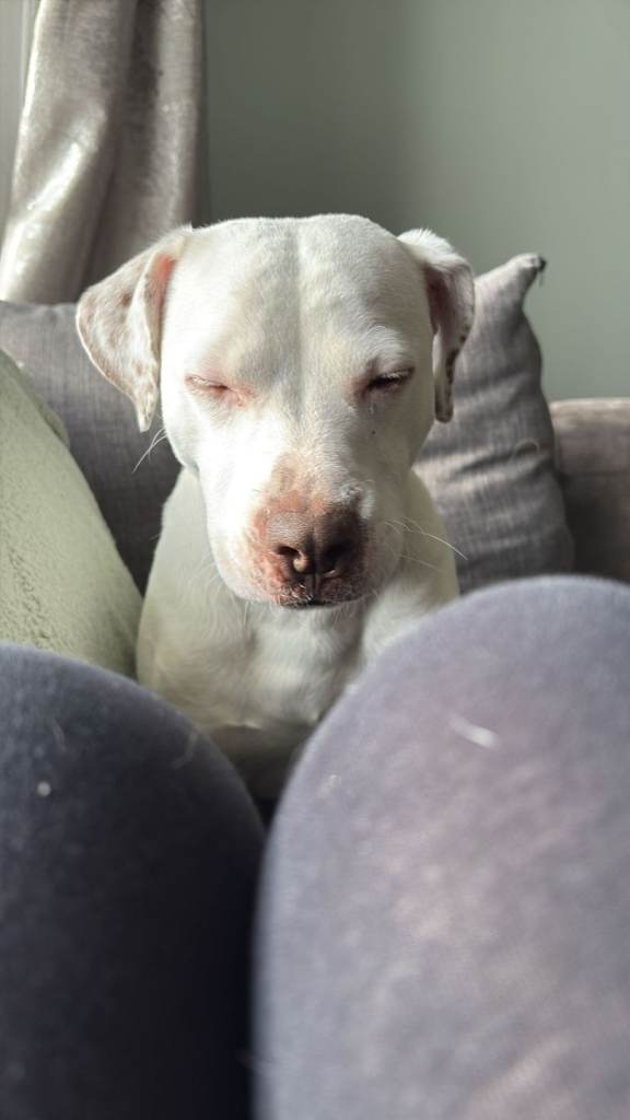 2 year old staffy cross