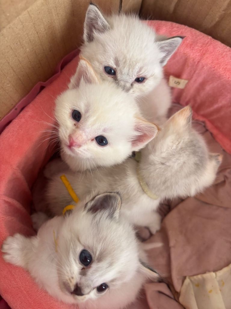 Ragdoll kittens for sale 