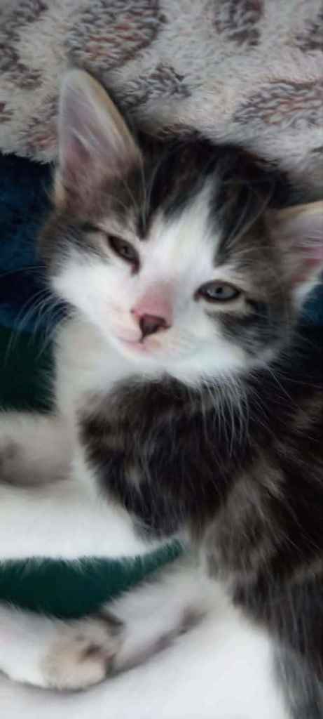 Kittens for sale
