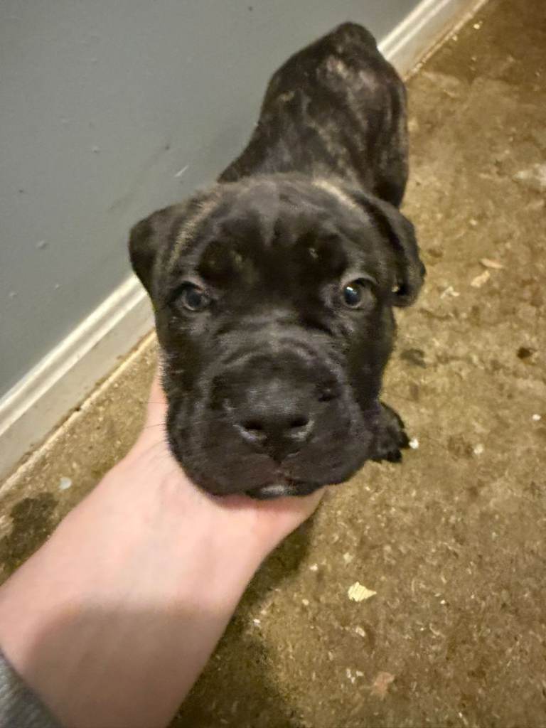 Cane corso x presa canario 