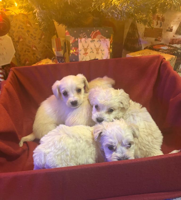 Schnoodle puppies 