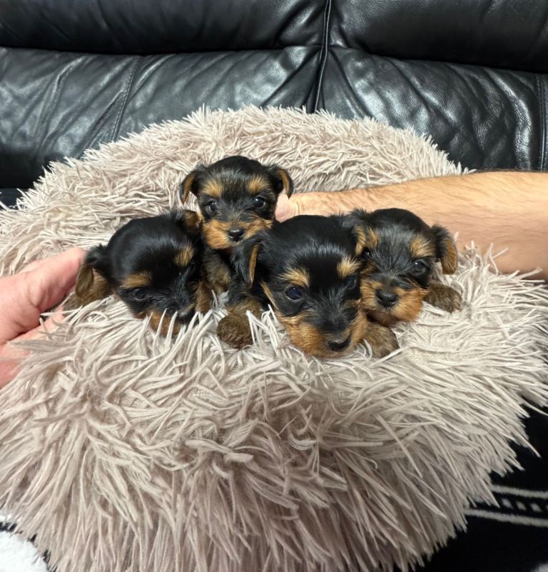 Yorkshire terrier puppies 