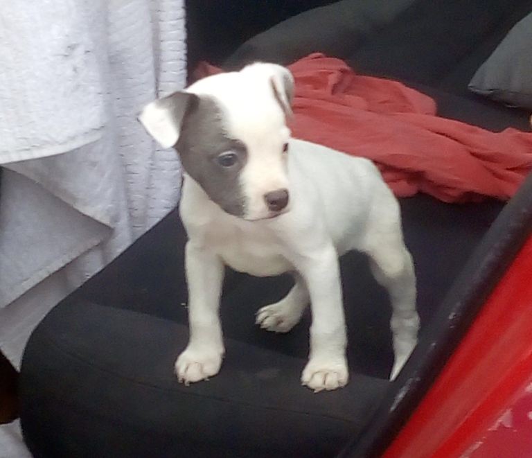Frenchie English Bulldog mix