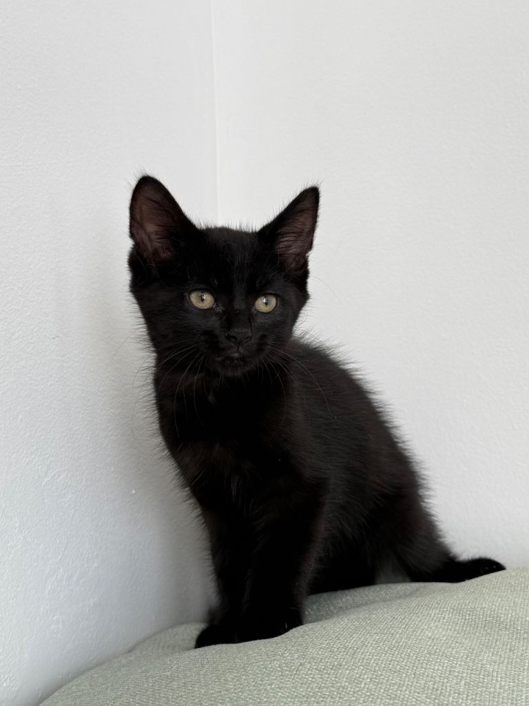 Pudding, black male kitten