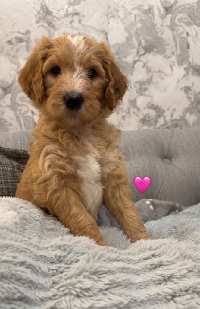 ❤️Bernadoodle puppies ❤️