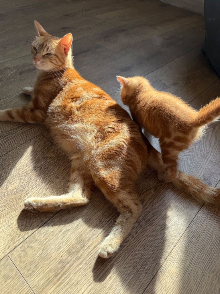 Ginger female kitten 