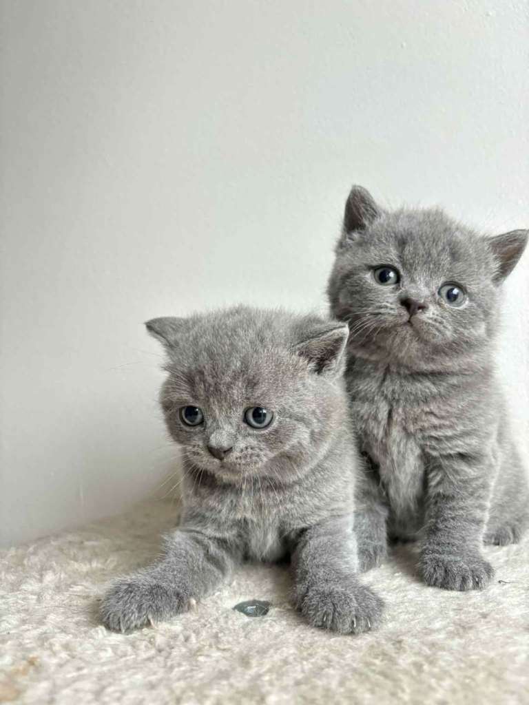 British shorthair kittens 
