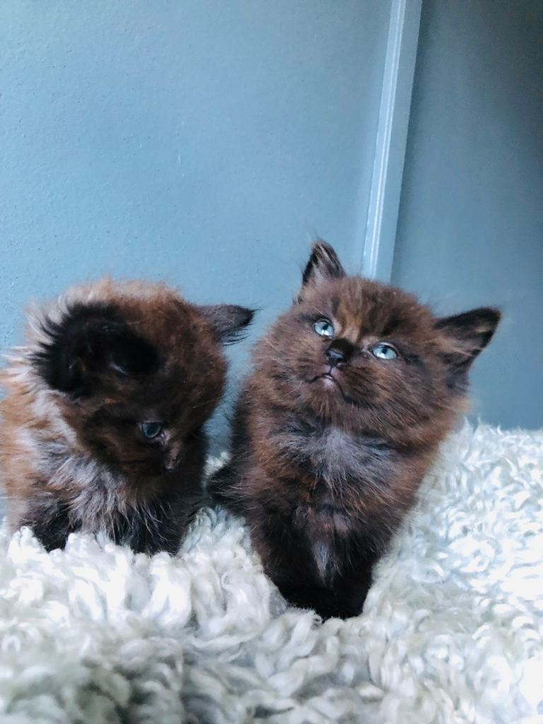 KITTENS FROM A RAGDOLL MOTHER 