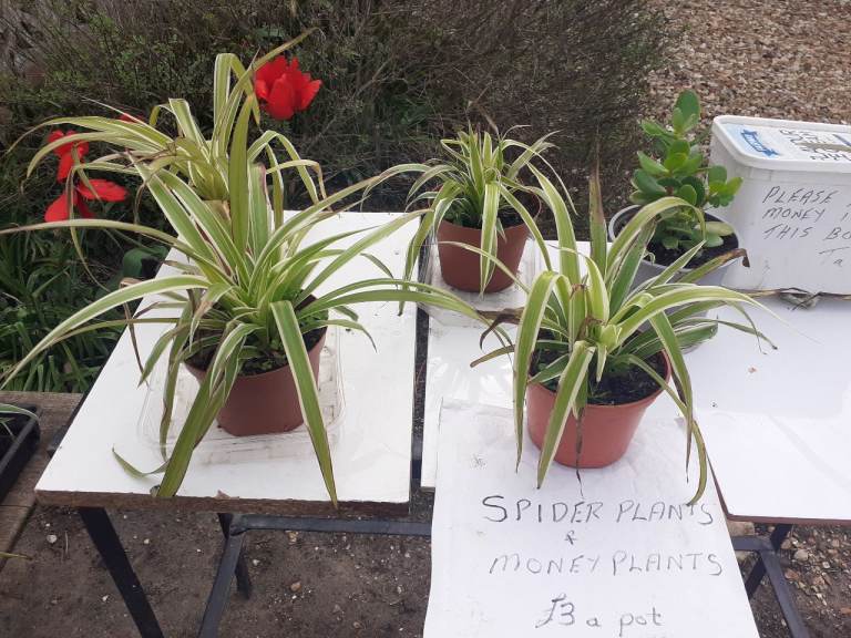  SPIDER AND MONEY PLANTS - TABLE TOP SALE NOW ON - ROMSEY 