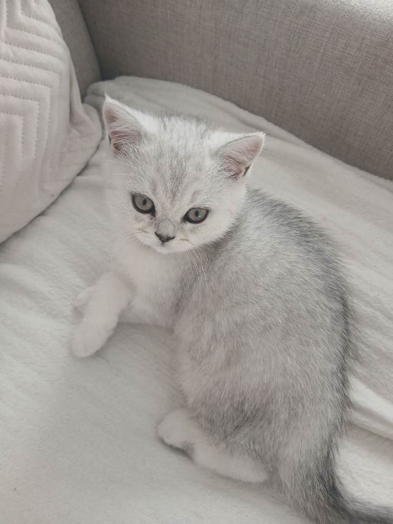 Full breed British shorthair Kitten 