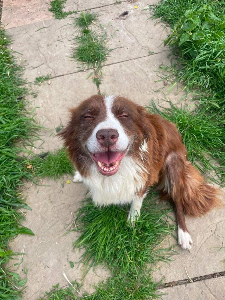 Sale of 6 year old border collie female 