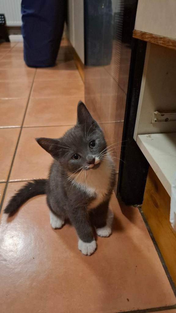 Kitten grey