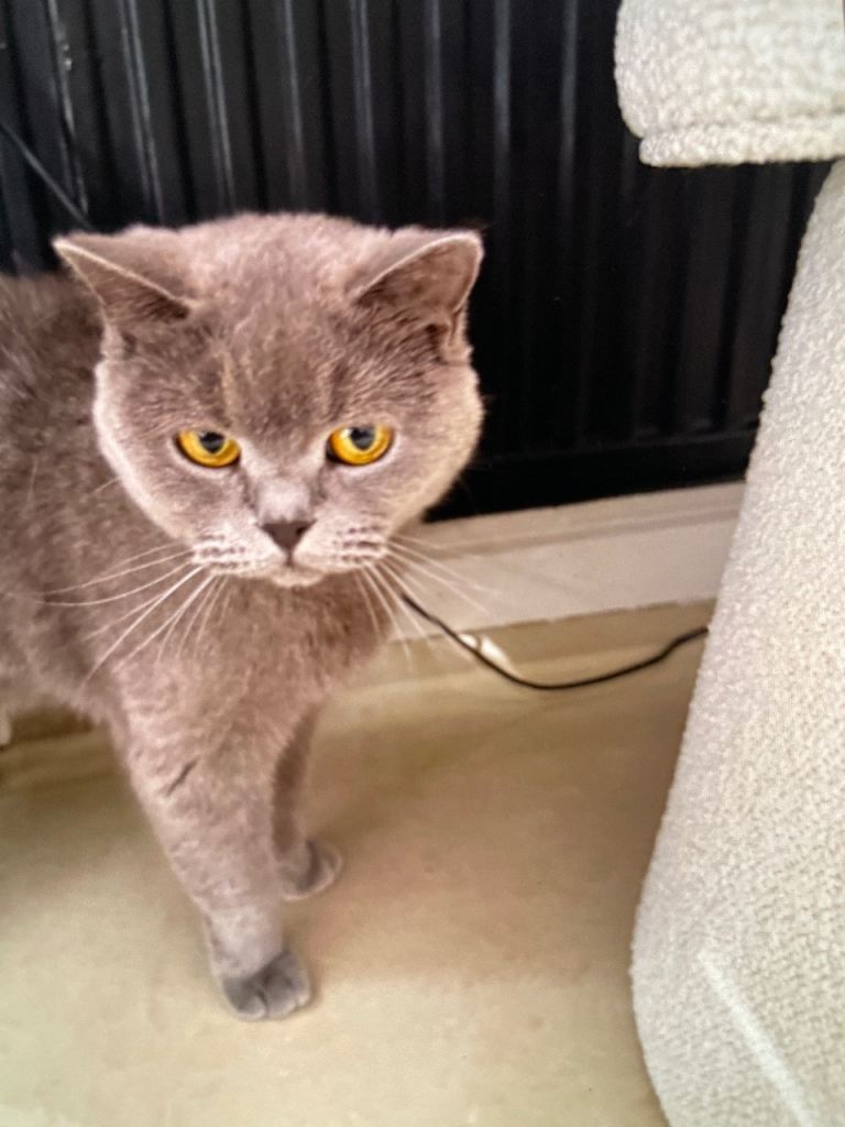 British shorthair 