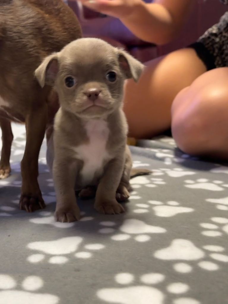 1 Beautiful full breed boy chihuahua