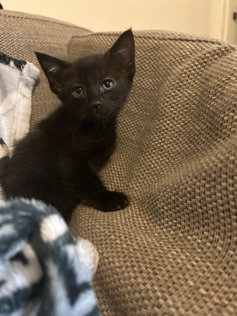 1 beautiful oriental female  x kitten for sale