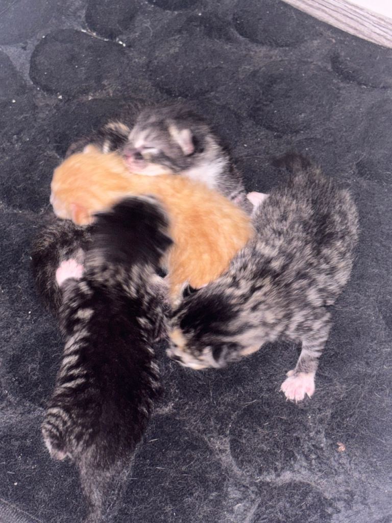 Litter of cats