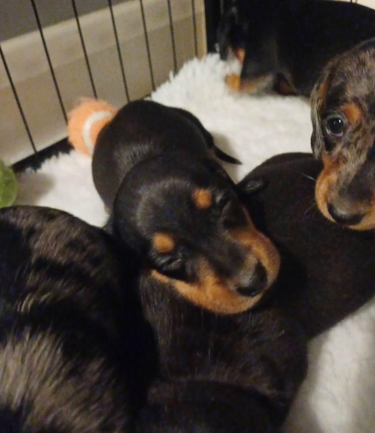 Female Mini Dachshund 