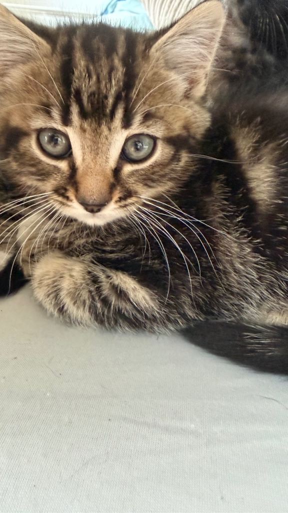 2 Cute kittens
